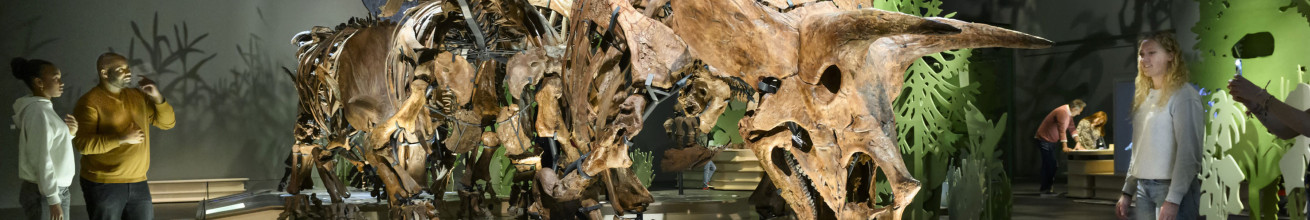 beautifully captured in photographs by Mike Bink (mikebinkfotografie.nl), showcasing the PROLIGHTS fixtures' versatility and performance.